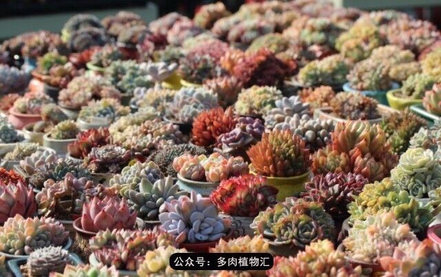 只有见过韩国肉友的阳台,才知道什么叫做物尽其用!