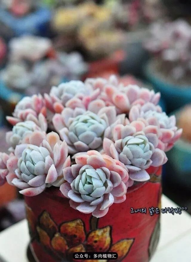 只有见过韩国肉友的阳台,才知道什么叫做物尽其用!