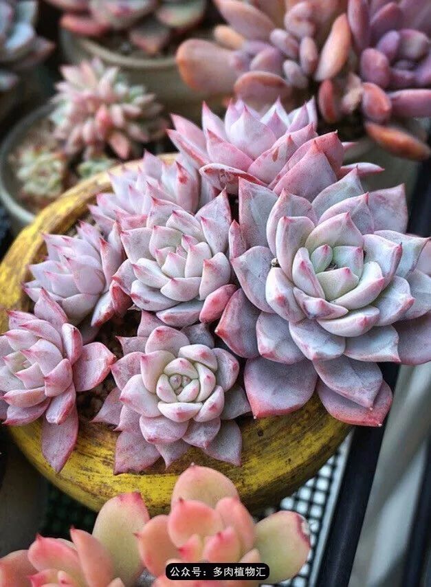 只有见过韩国肉友的阳台,才知道什么叫做物尽其用!