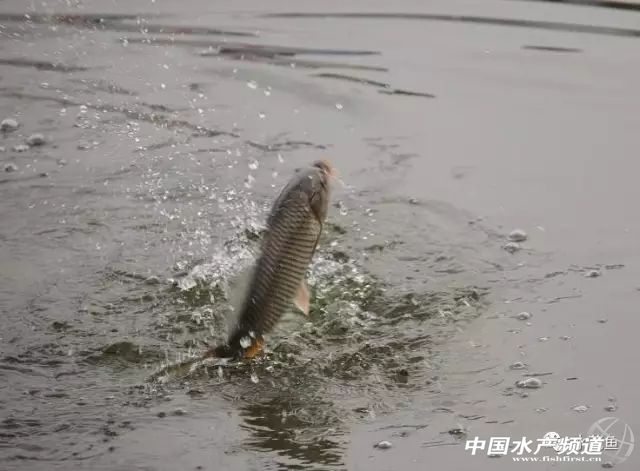 跑鱼炸窝处理方法,鱼块炸黑了怎么补救最快