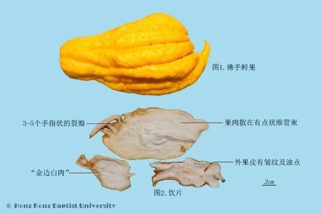 每日一味中药材理气药陈皮,柴胡与佛手哪个疏肝理气效果更好