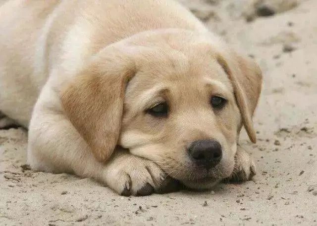 「哏儿都萌宠」——狗狗向你求救的信号,一定要注意