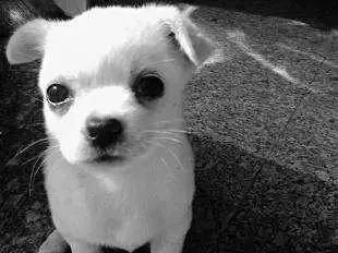 「哏儿都萌宠」——狗狗向你求救的信号,一定要注意