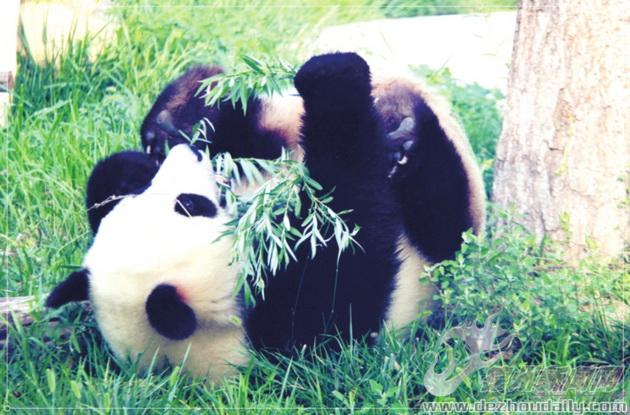 德州动植物园刚开园时间,德州动植物园人流量怎么样