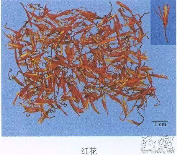 活血效果与红花相当的中药,红花具有散瘀止疼活血通经的作用