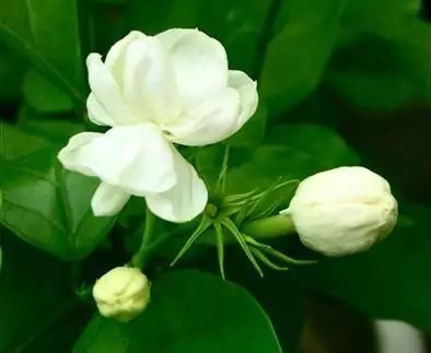 茉莉盆栽黄叶怎么办,风车茉莉叶子发黄是什么原因