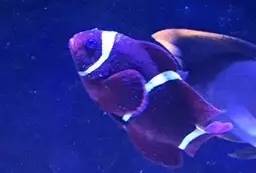 海水盐度降低可以治小白点吗,海水白点虫多少温度能杀死