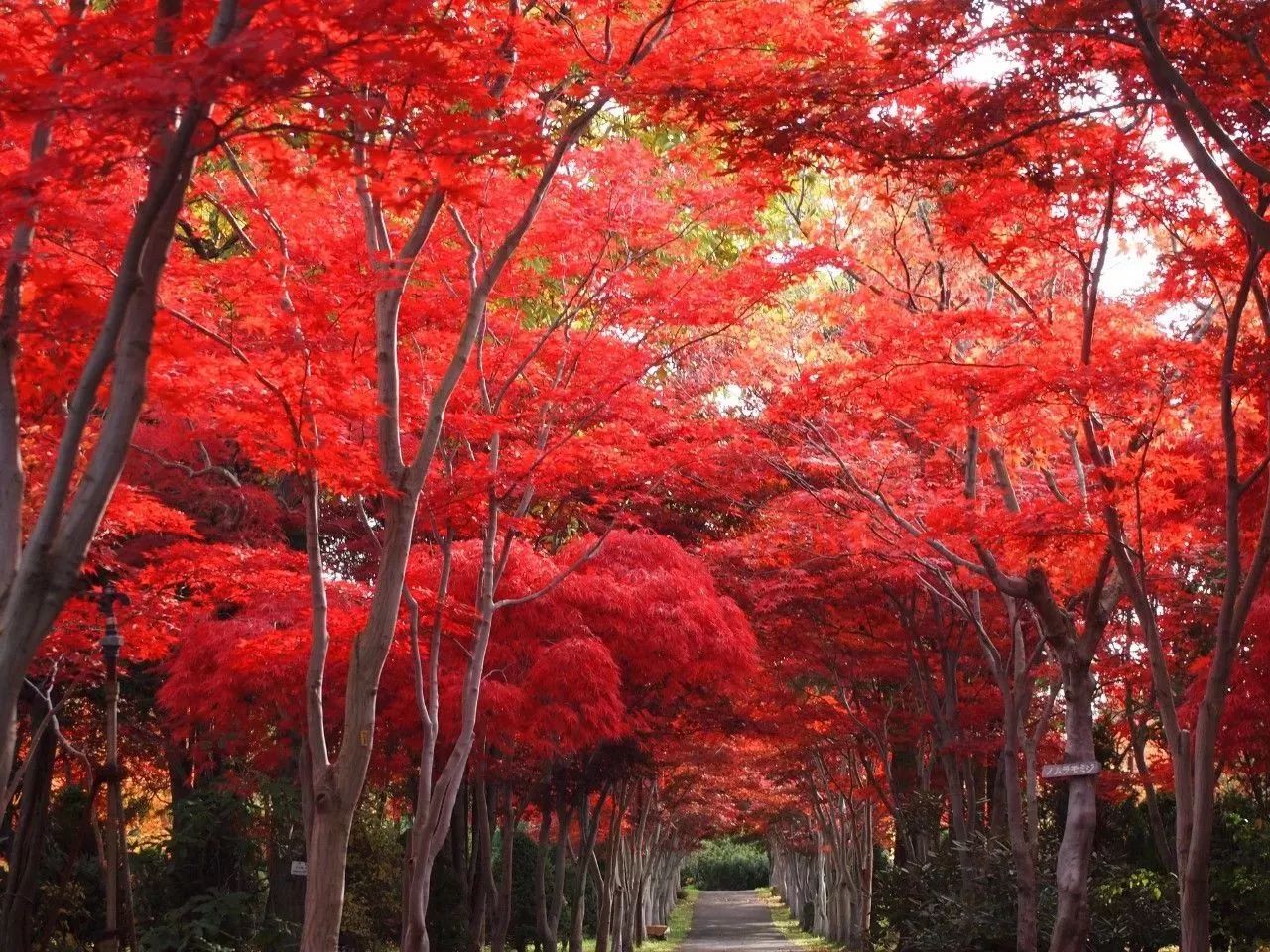 去日本哪个季节去比较好,假如一辈子只能去一次日本