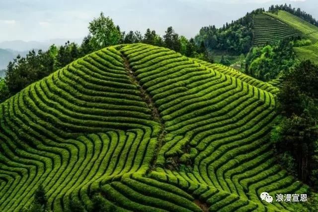 贡乡贡品展览会,工博会