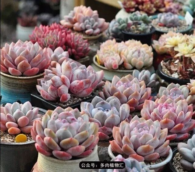 只有见过韩国肉友的阳台,才知道什么叫做物尽其用!