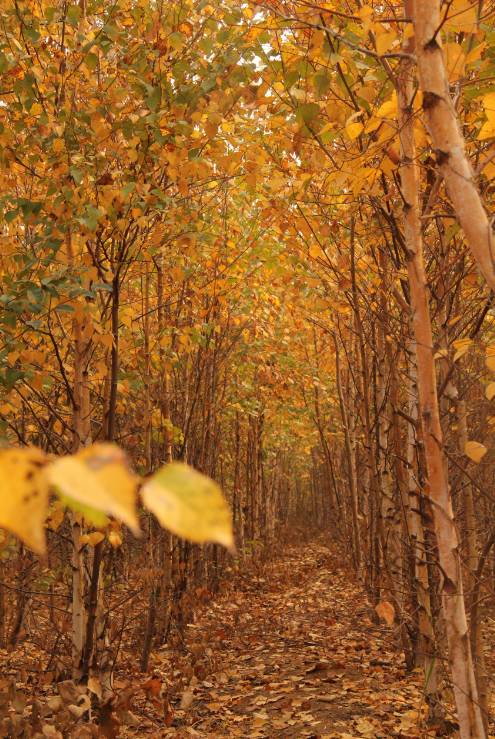 国庆节青岛哪些旅游景点需要预约,青岛景点倒计时