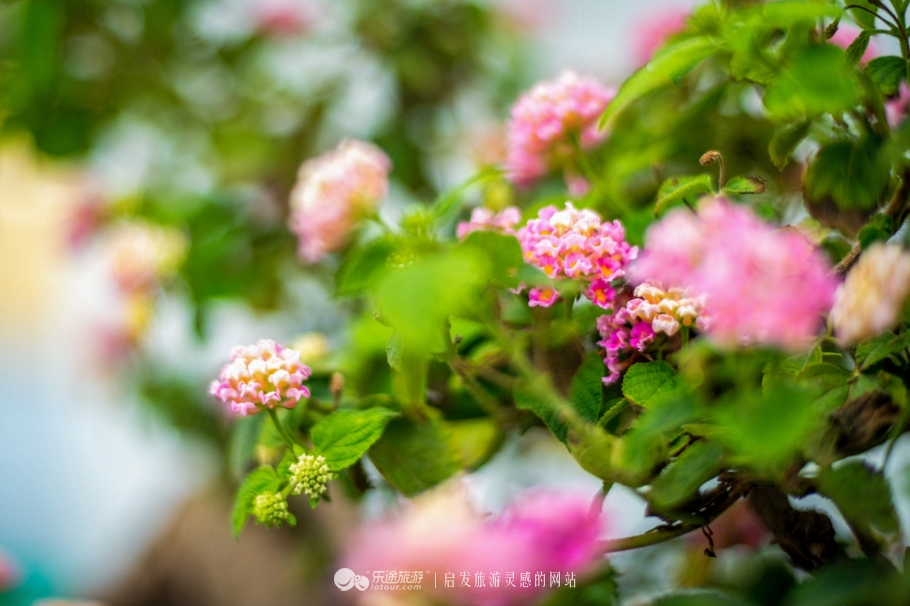 花朦胧雨朦胧鄢陵人17年倾情的花事