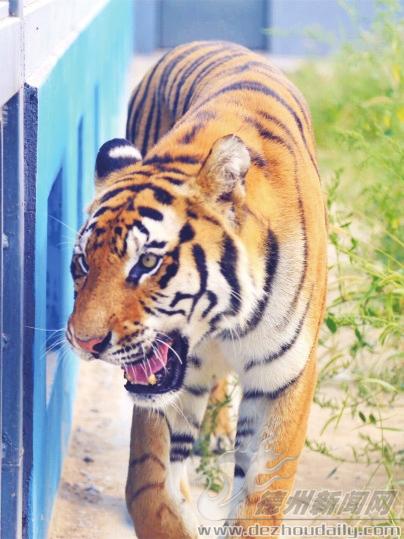 德州动植物园刚开园时间,德州动植物园人流量怎么样