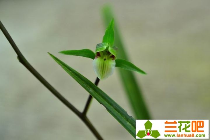 兰花叶尖枯焦是何致因，该如何防止