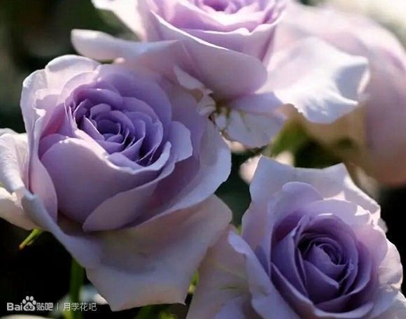 蓝紫色的爬藤月季有哪些品种,天狼蓝紫色月季哪款最优秀