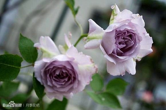 蓝紫色的爬藤月季有哪些品种,天狼蓝紫色月季哪款最优秀