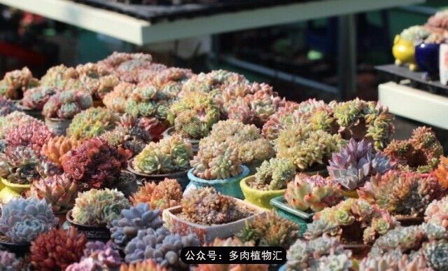 只有见过韩国肉友的阳台,才知道什么叫做物尽其用!