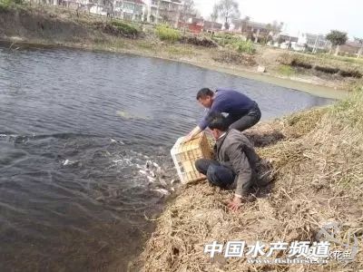 跑鱼炸窝处理方法,鱼块炸黑了怎么补救最快