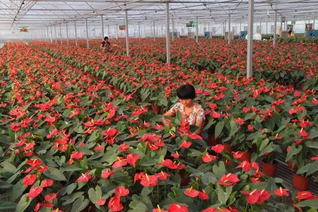 巾帼心向党喜迎二十大齐鲁女性,喜迎十九大齐鲁女性在行动临沂篇