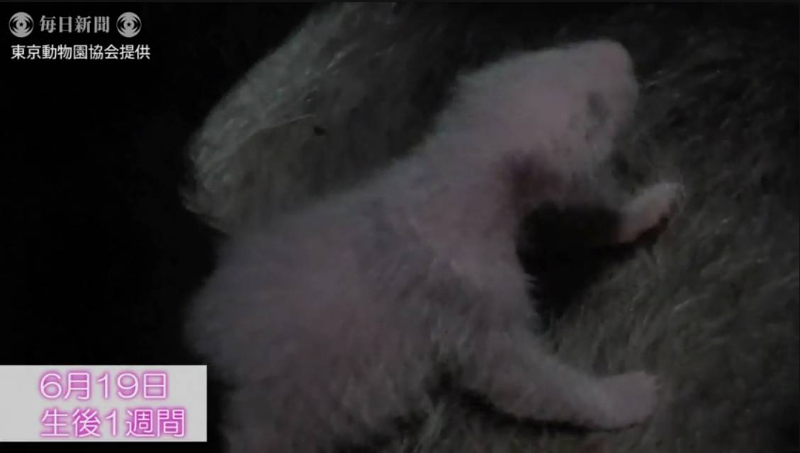 熊猫宝宝起名字是怎么由来的,2021年所有熊猫宝宝名字