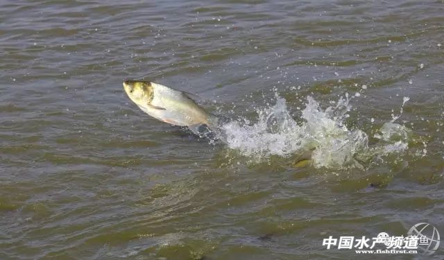 跑鱼炸窝处理方法,鱼块炸黑了怎么补救最快