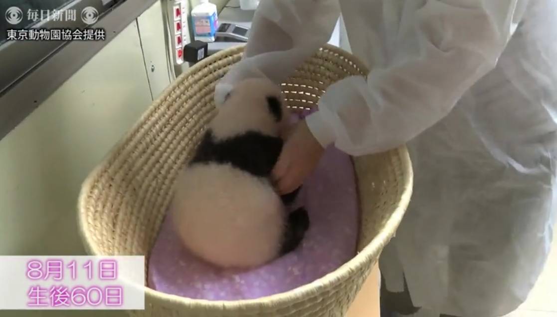 熊猫宝宝起名字是怎么由来的,2021年所有熊猫宝宝名字