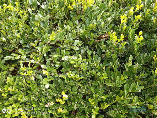 金立m7最新款,金立m7怎么样和s10哪个好