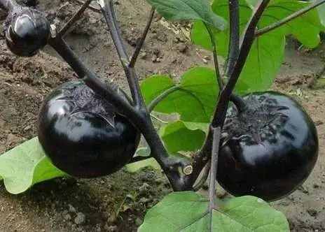 种子涨价预期,种子价格和成品市场价有没有关系