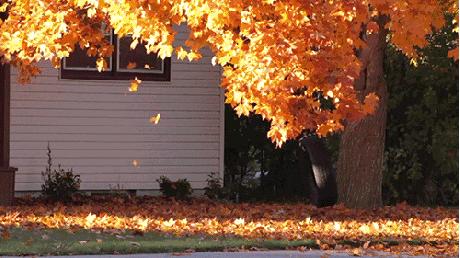 干咳有什么膏方,干咳喝膏方