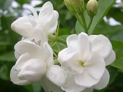 茉莉盆栽黄叶怎么办,风车茉莉叶子发黄是什么原因