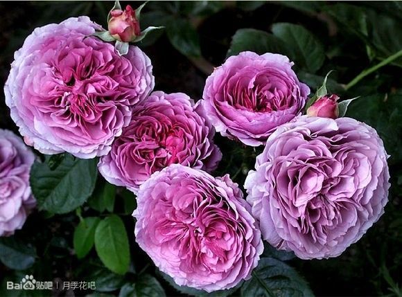 蓝紫色的爬藤月季有哪些品种,天狼蓝紫色月季哪款最优秀