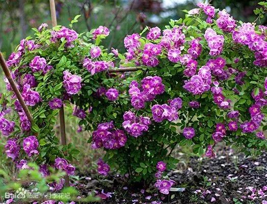 蓝紫色的爬藤月季有哪些品种,天狼蓝紫色月季哪款最优秀