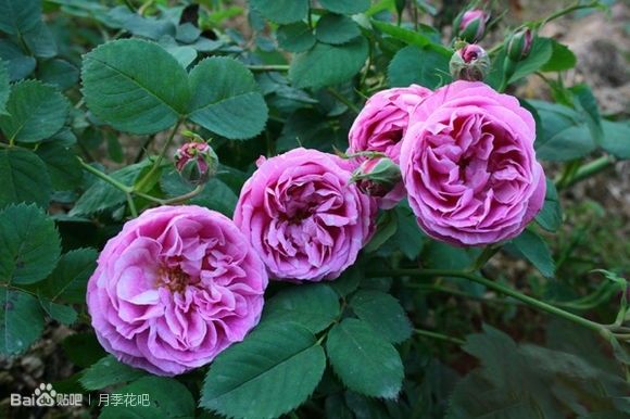 蓝紫色的爬藤月季有哪些品种,天狼蓝紫色月季哪款最优秀