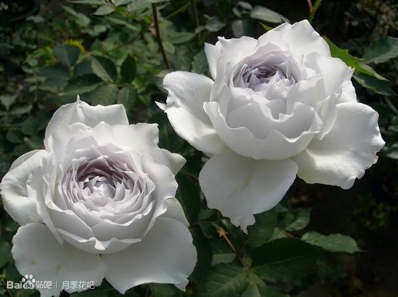 蓝紫色的爬藤月季有哪些品种,天狼蓝紫色月季哪款最优秀