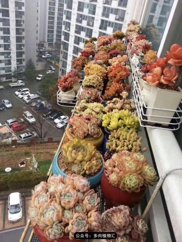 只有见过韩国肉友的阳台,才知道什么叫做物尽其用!