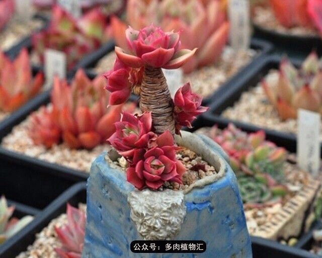 只有见过韩国肉友的阳台,才知道什么叫做物尽其用!