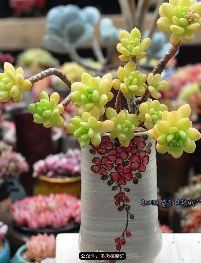 只有见过韩国肉友的阳台,才知道什么叫做物尽其用!