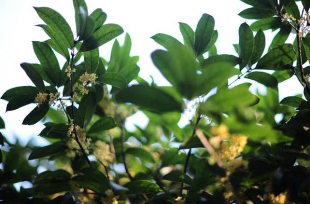 十一何必远行，余杭12个美到窒息的景点任你玩！