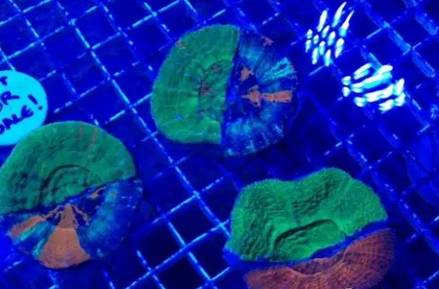 红单苞珊瑚可以嫁接吗,珊瑚树可以嫁接什么