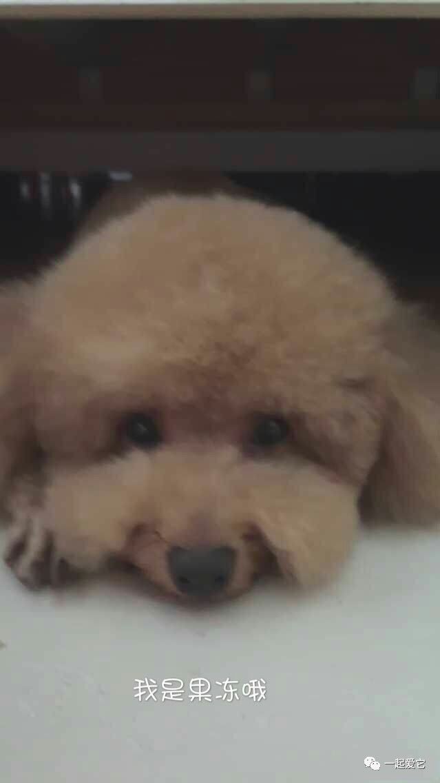 宠爱故事完整版,宠爱背景故事