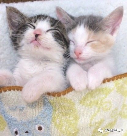 铲屎官养的猫夫妻,一对猫夫妇的铲屎官