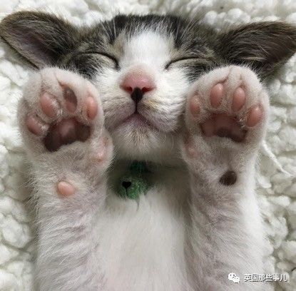 铲屎官养的猫夫妻,一对猫夫妇的铲屎官