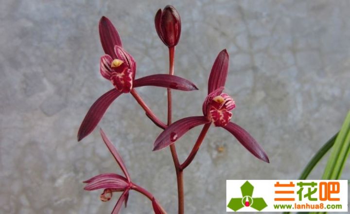 兰花叶面肥和灌根同时进行吗,兰花叶肥利弊