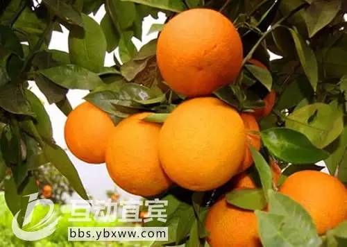 其实，只需26个字母，就能诠释宜宾！