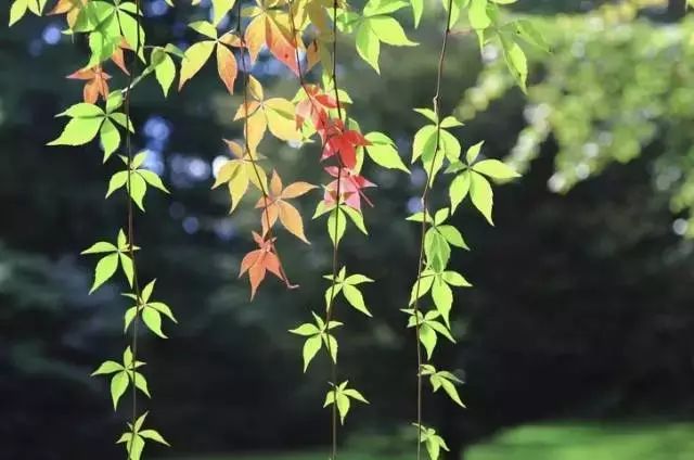 南湖秋分丨别有微凉处,入眼已秋分
