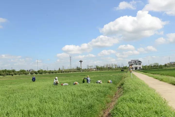 「砥砺奋进的五年·漕湖街道」十里漕湖，变化万千