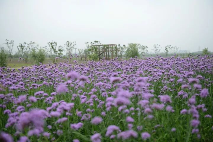 「砥砺奋进的五年·漕湖街道」十里漕湖，变化万千