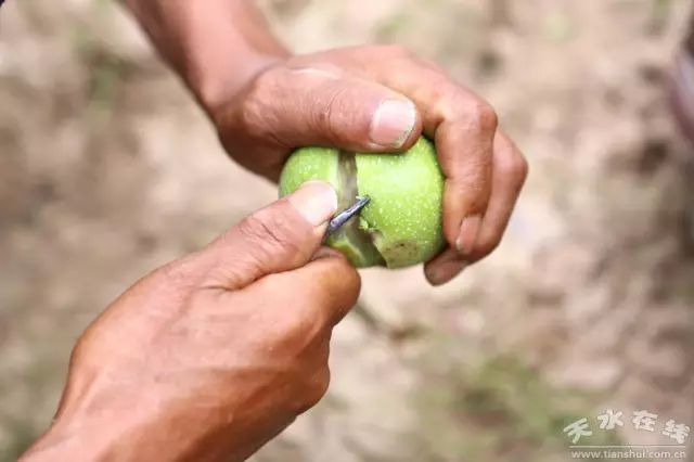 天水市委常委、副市长李晓东：我家门前清水流，漫山遍野鲜核桃！