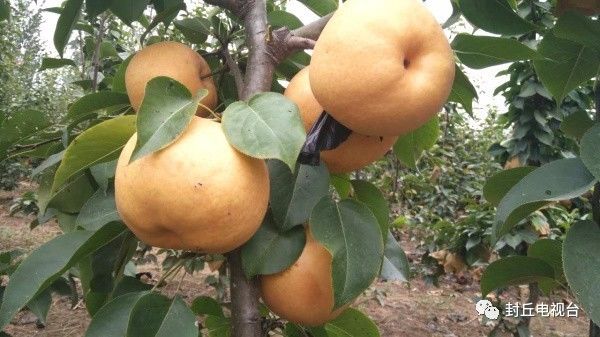 封丘潘店村:晚秋黄梨惹人醉