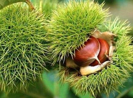 板栗刺有什么作用吗,板栗上的刺扎到了有什么危害